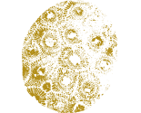 petoskey-stone